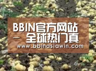 种植基地八(图1)