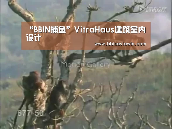 “BBIN捕鱼”VitraHaus建筑室内设计(图2) BBIN视讯