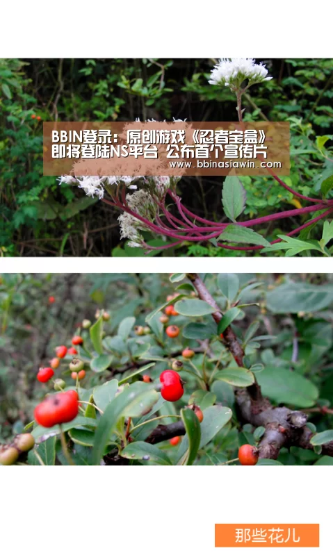 BBIN登录